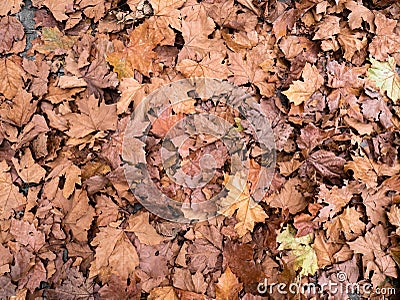 Aerial view of a pile of dry leaves scattered and piled up on the ground after the fall of the shade trees Platanus Ã— hispanica Stock Photo